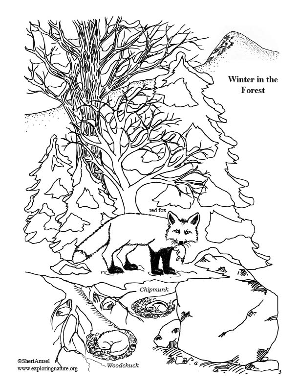 Forest in winter coloring page