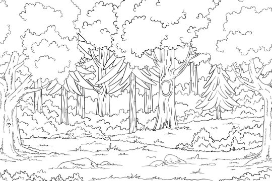 Coloring pages forest images â browse photos vectors and video