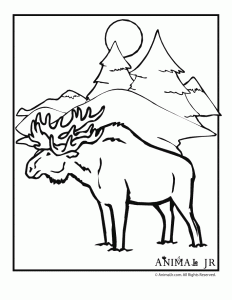 Winter animal coloring pages animal jr