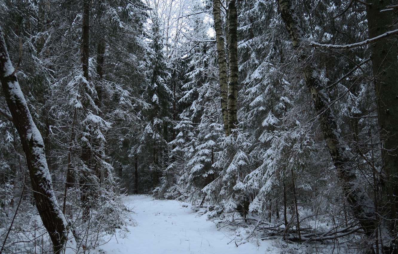 Wallpaper winter forest snow trees nature trail images for desktop section ðñðñððð