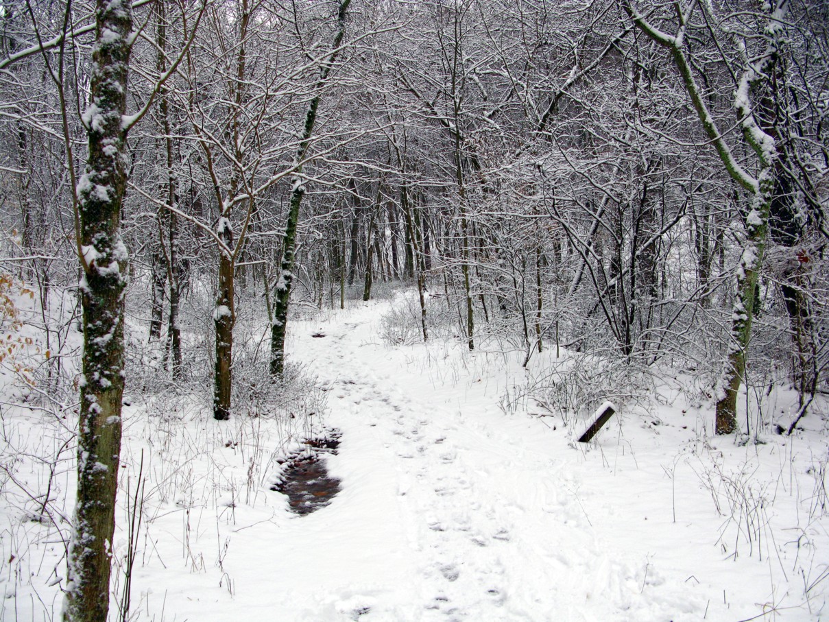 Winter trail snow forest forest trails free nature pictures by nature photography