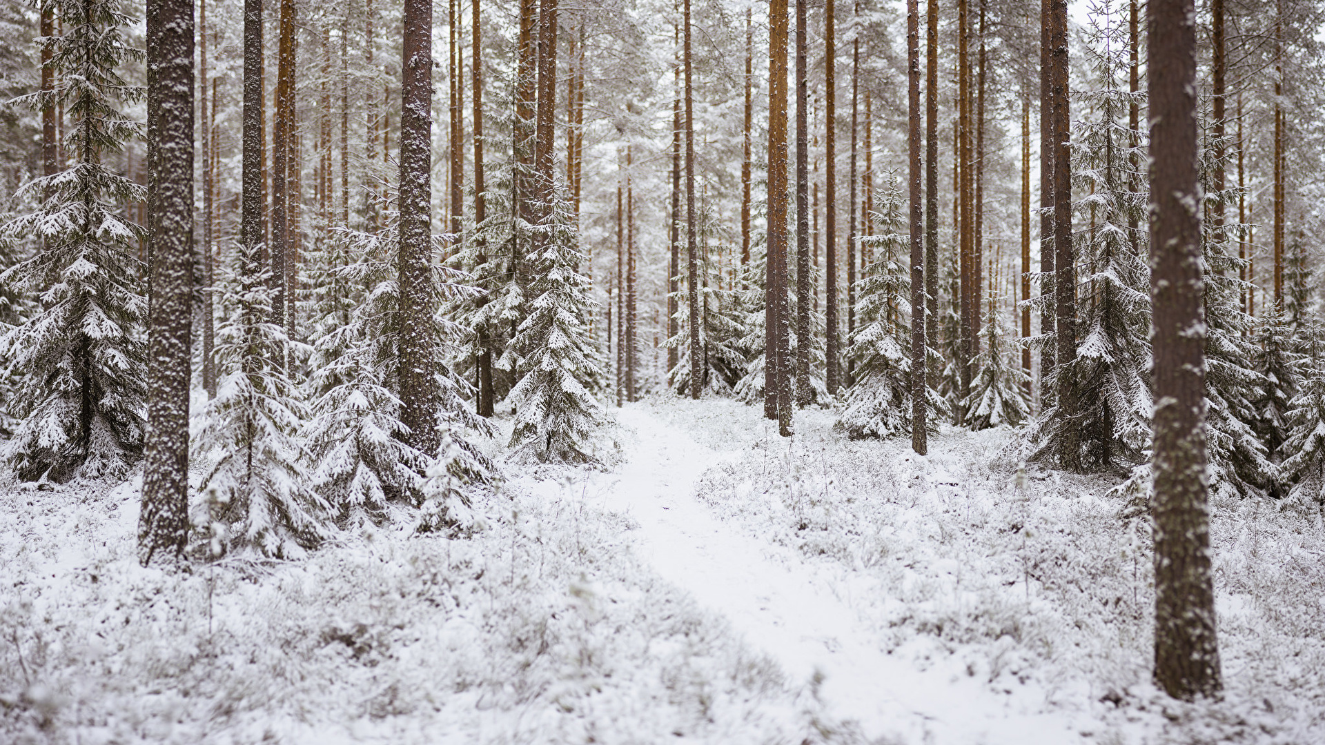 Wallpaper trail winter nature snow forest trees x