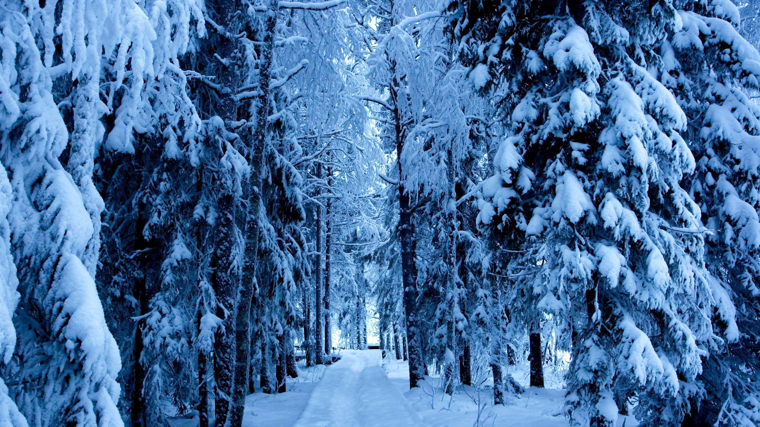 Forest trails in the snow macbook air wallpaper download