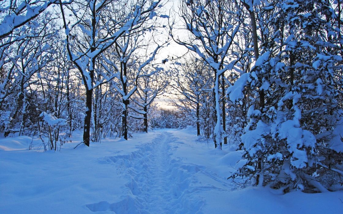 Forest snow nature trees winter path trail wallpaper x