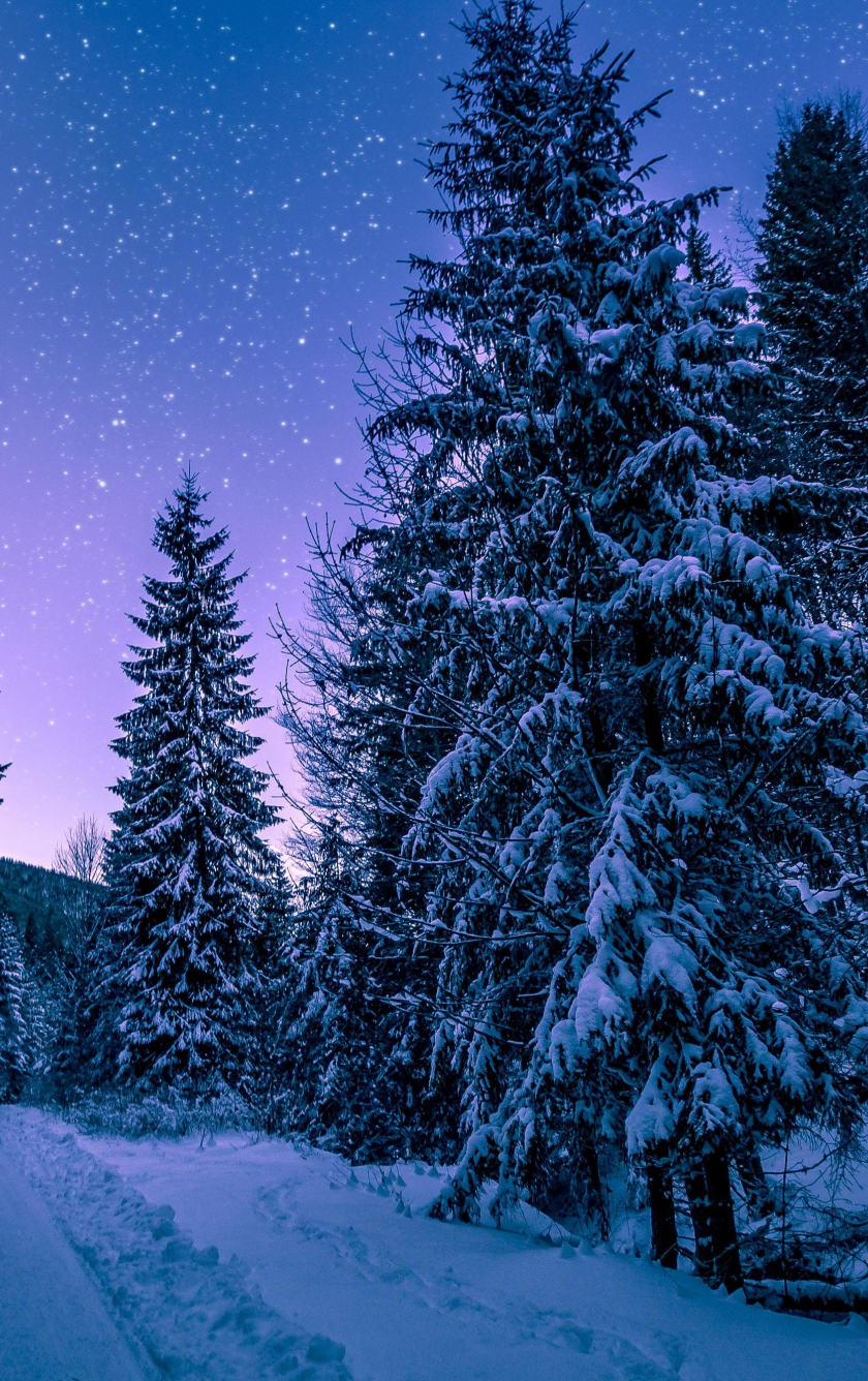 Download wallpaper x winter night road though trees iphone iphone s iphone c ipod touch x hd background