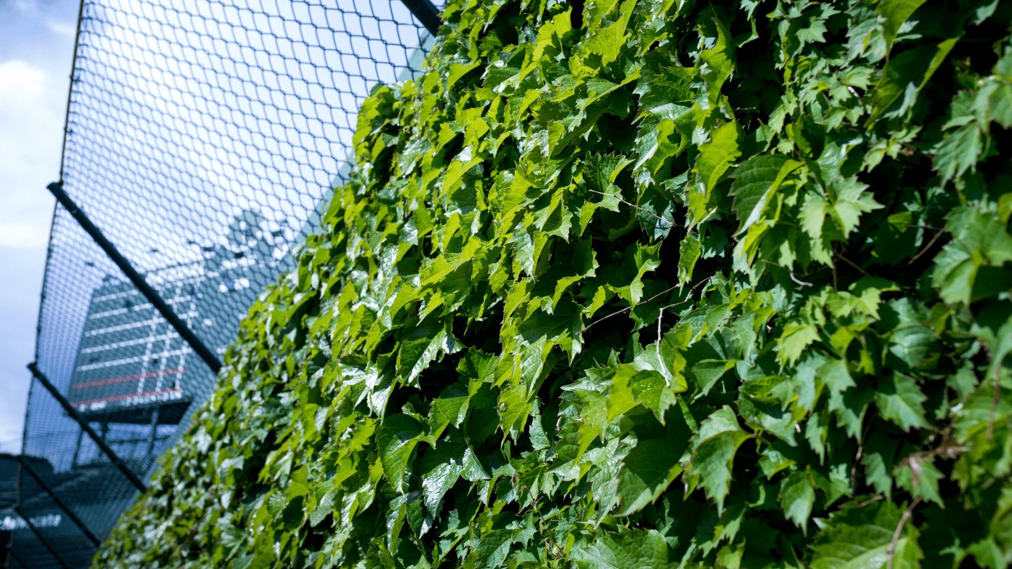 Wrigley field ivy with scoreboard background
