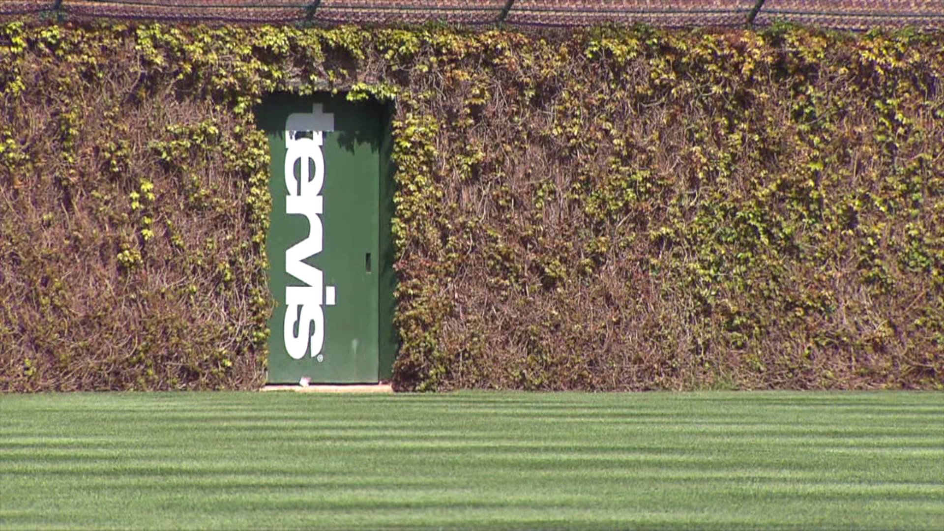 Did you know wrigley fields iconic ivy was inspired by the indianapolis indians fox