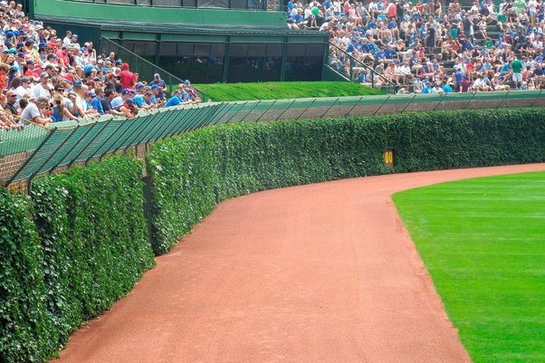 Has anyone gotten injured running into the ivy at wrigley field