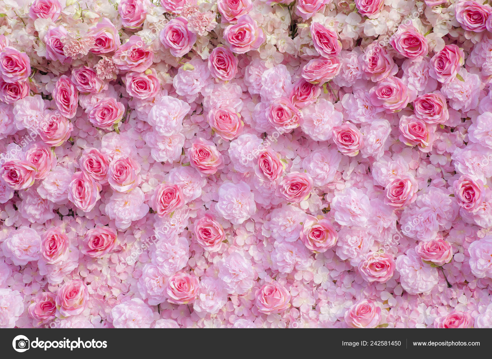 Pink roses background pink roses wallpaper stock photo by nillapatyahoo