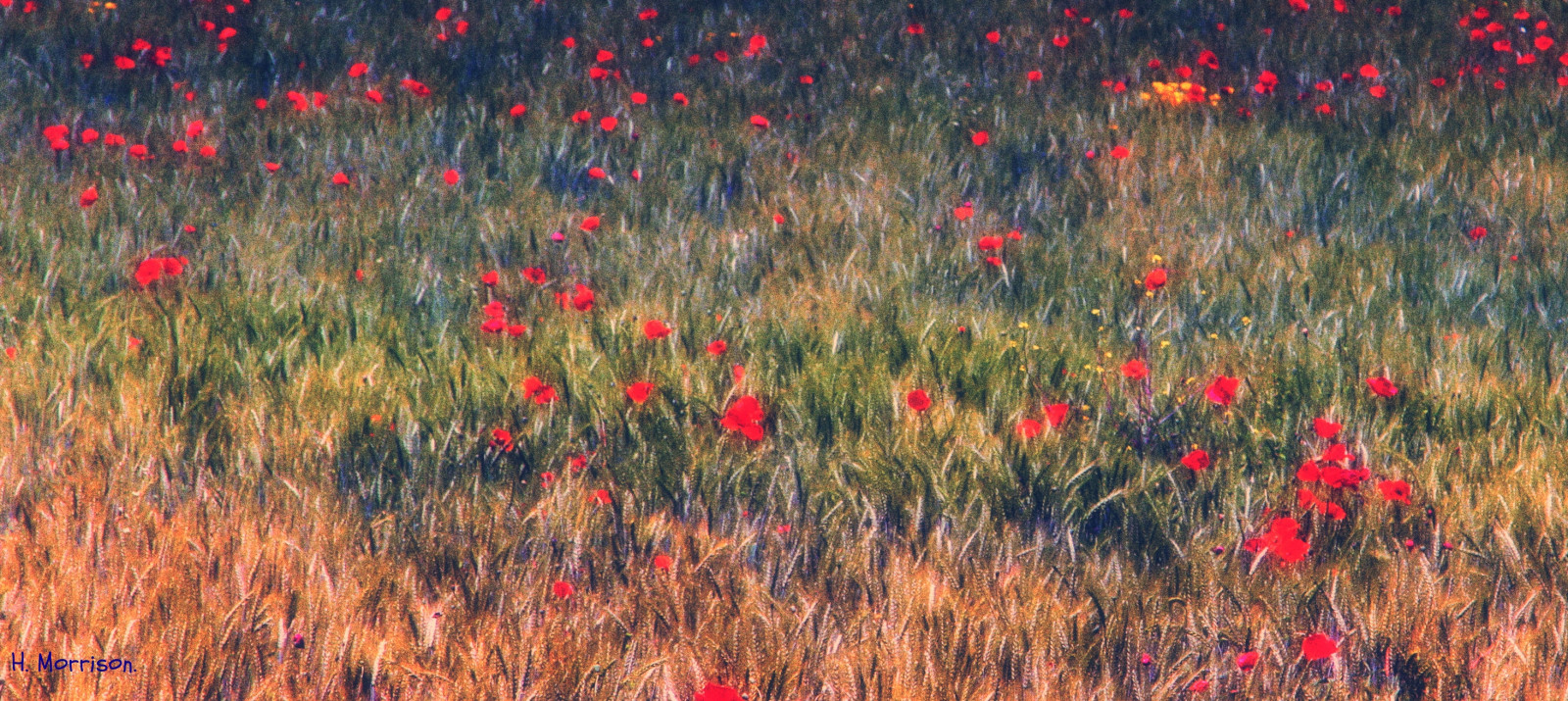 Wallpaper flowers wild painterly flower color texture nature colors field grass yahoo google cornfield colorful flickr g meadow email poppy grasses wildflowers multicolored grassland share mothernature facebook tweet poppys