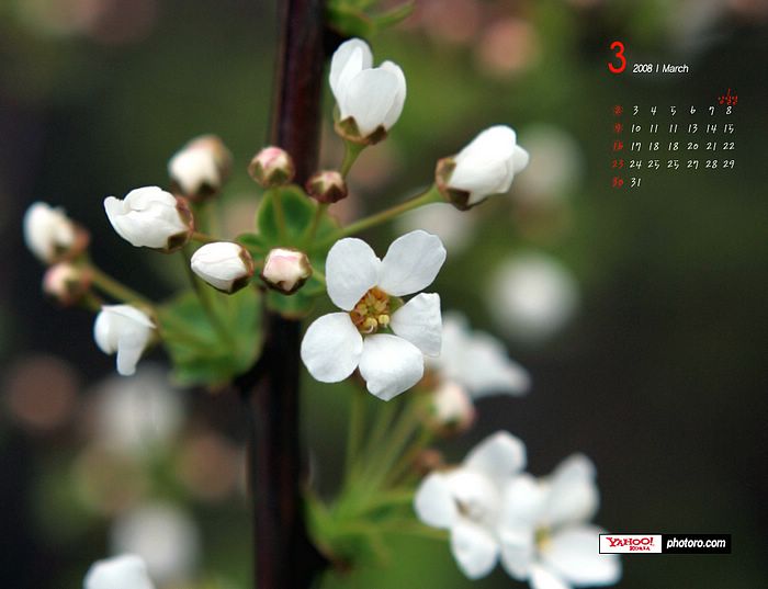 March calendar spring blooming flowers wallpaper