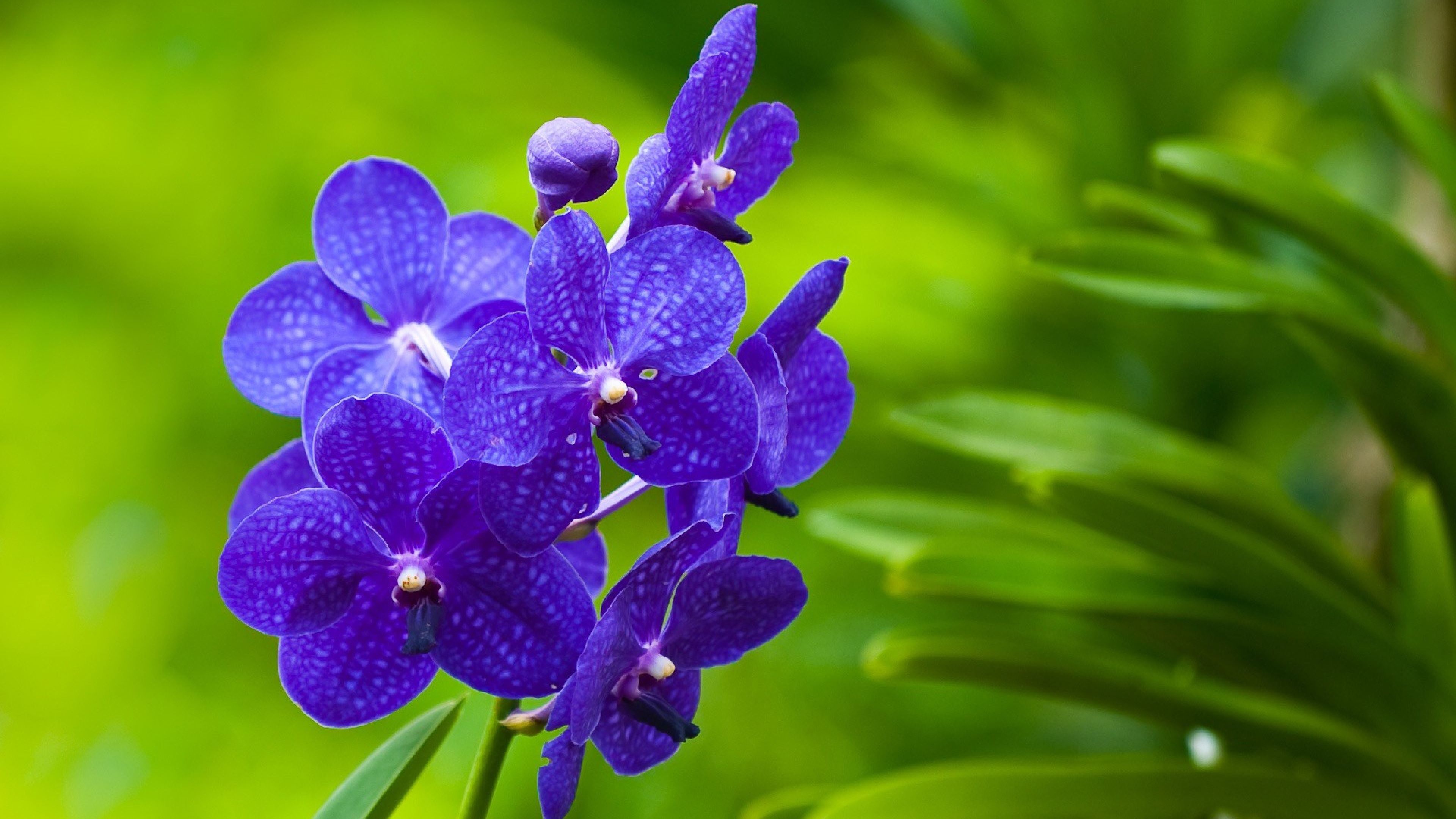 Yahoo afbeelding zoeken hd flower wallpaper purple flowers wallpaper flower wallpaper