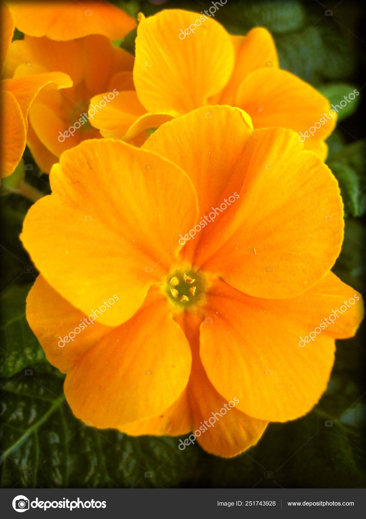 Orange primula flowers family primulaceae background and wallpaper stock photo by bakalaerozzphotographyyahoo
