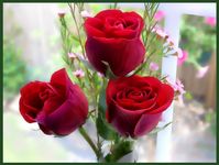 Free photo rose flower images