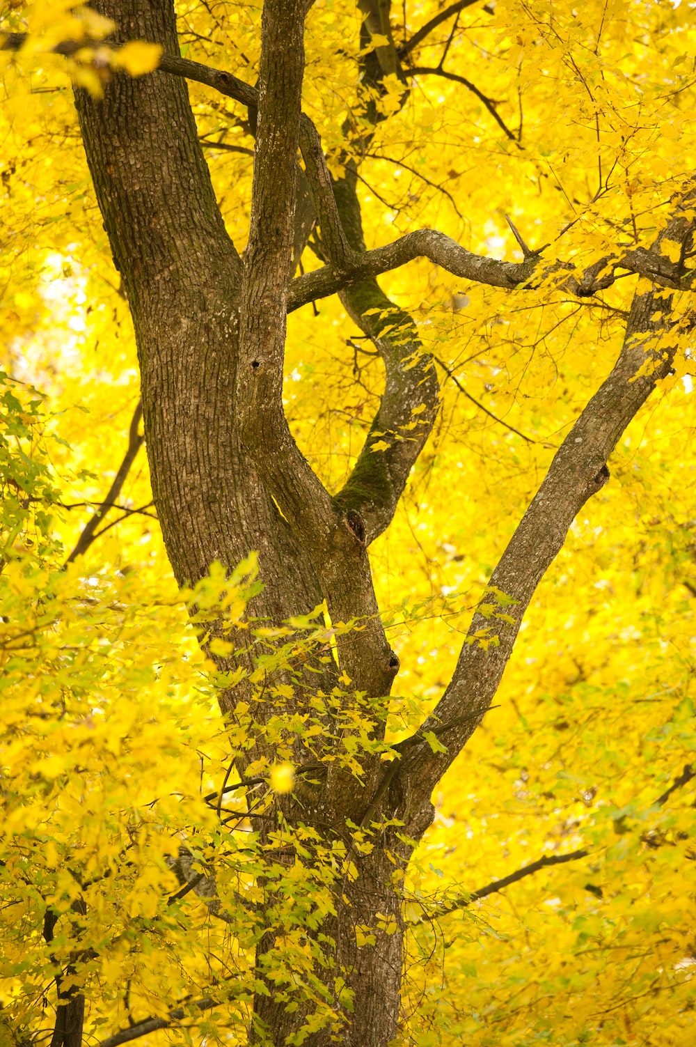 Yellow tree pictures download free images on