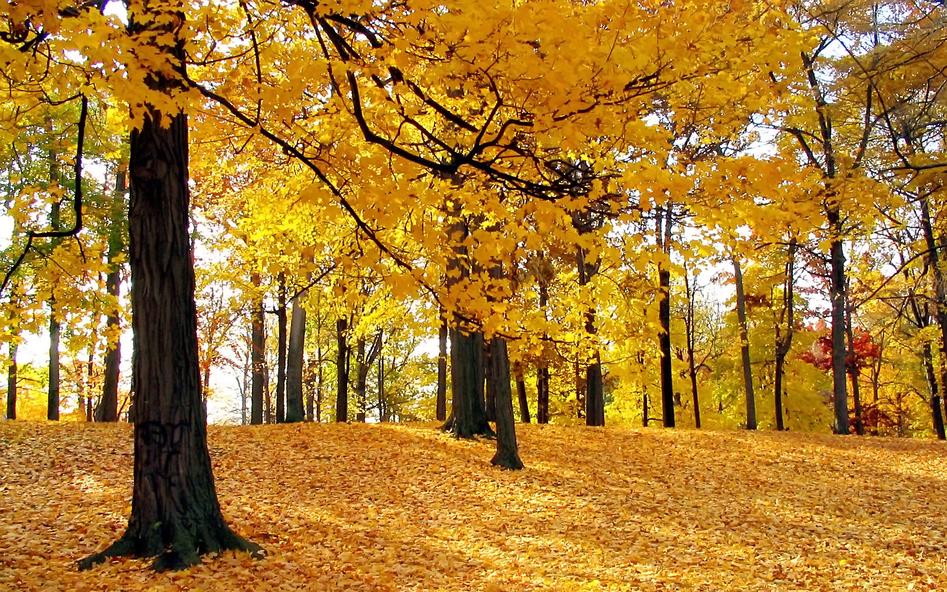 Yellow tall trees hd wallpaper forestnature
