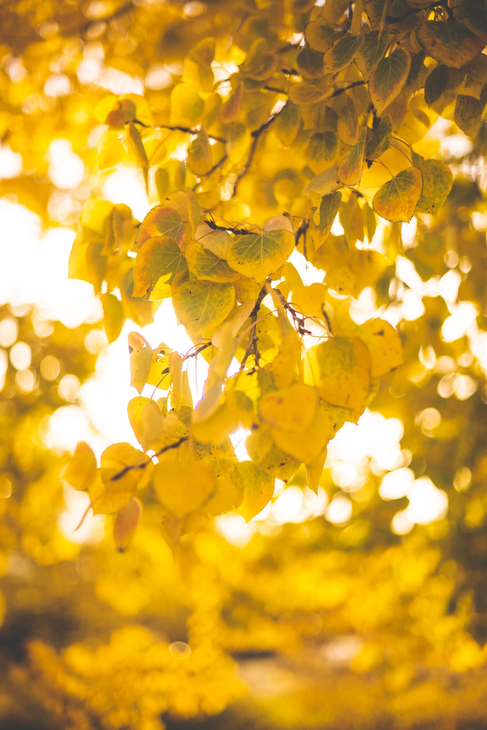 Yellow leaves pictures download free images on
