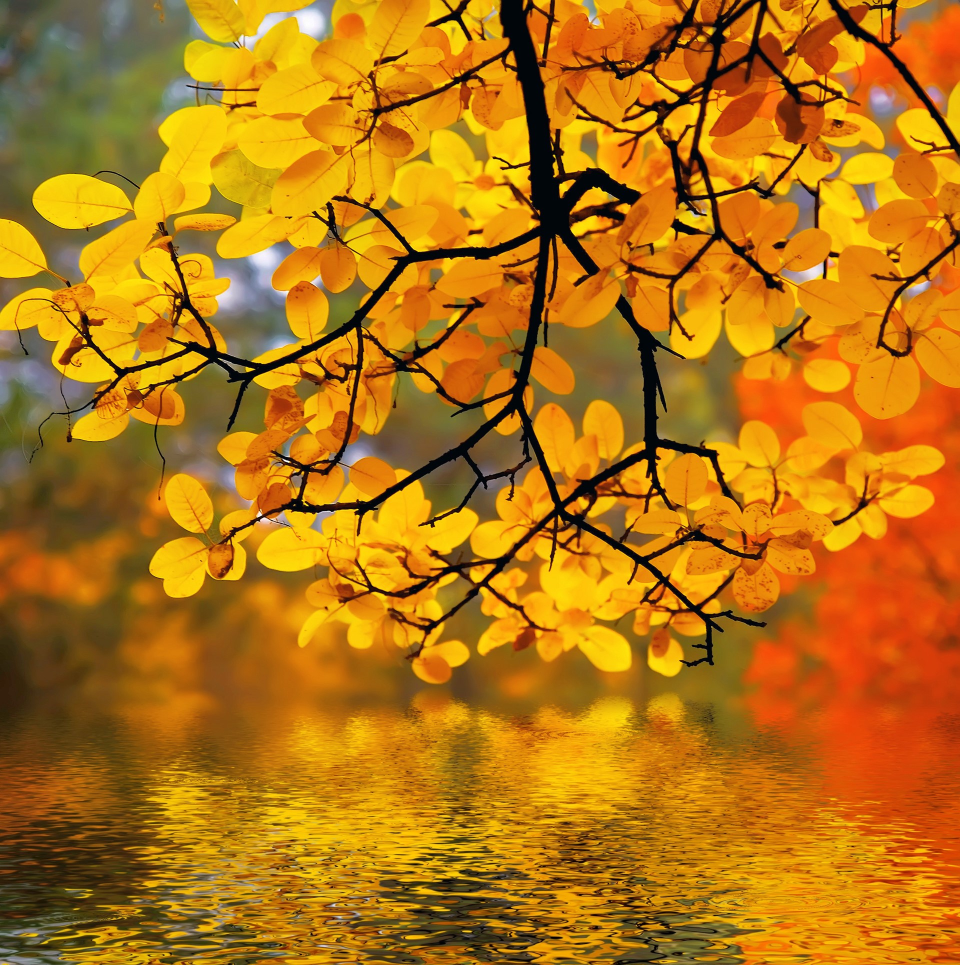 Yellow autumn tree leaves over river beautiful wallpaper hd mobile desktop wallpaper