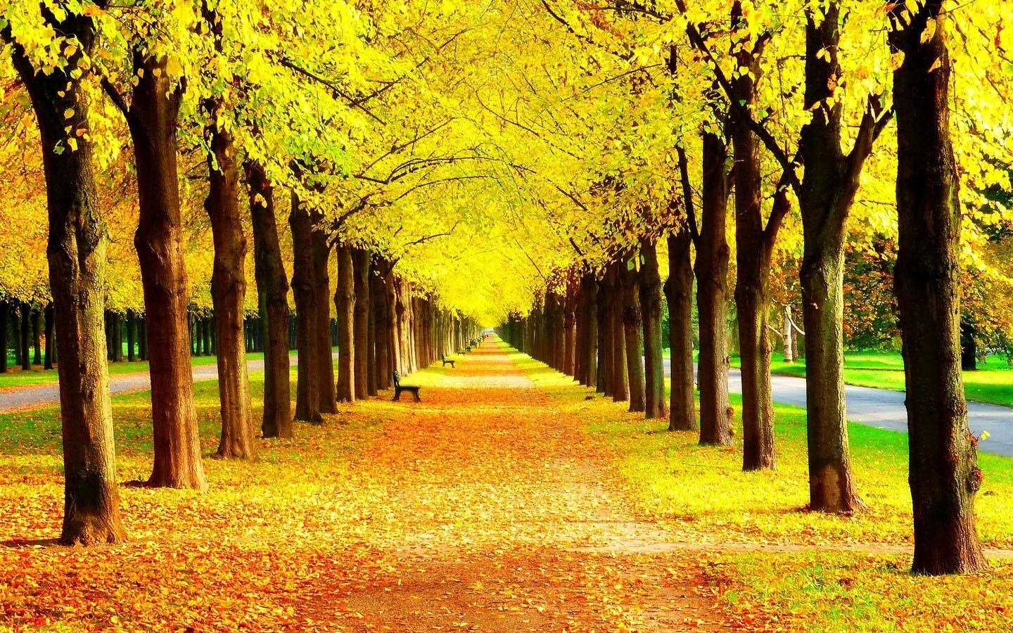 Yellow forest wallpapers