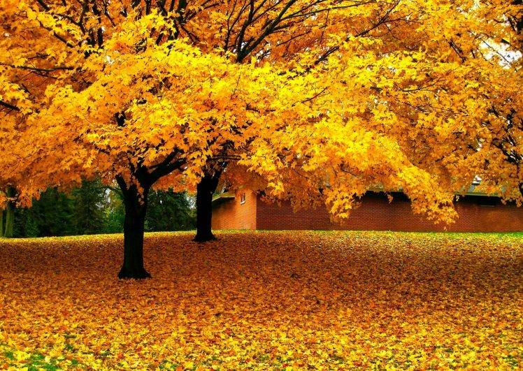 Nature landscape trees leaves yellow fall house grass wallpapers hd desktop and mobile backgrounds