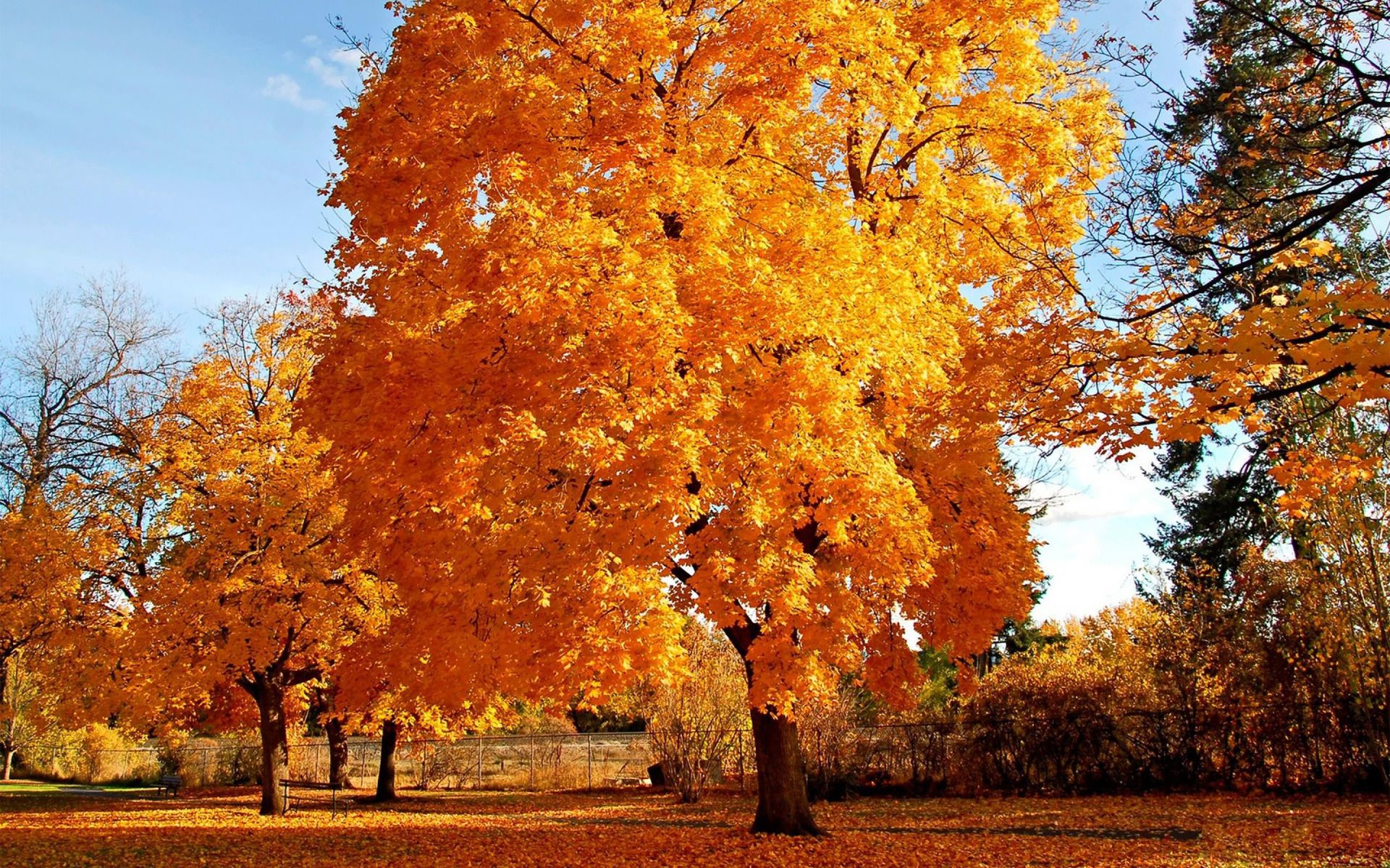 Yellow tree wallpapers