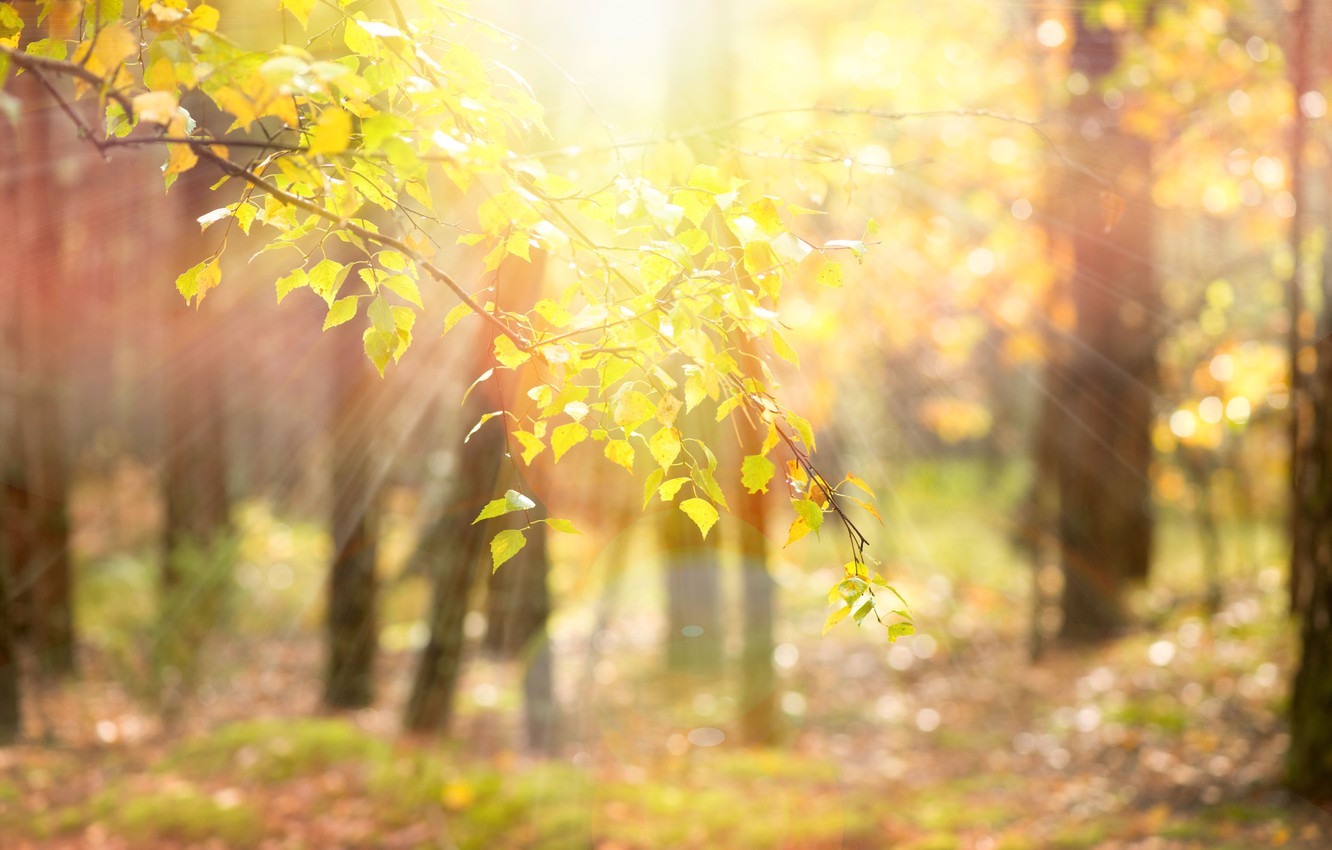 Wallpaper leaves the sun rays trees branches nature background tree wallpaper blur yellow leaves widescreen full screen hd wallpapers beautiful wallpapers images for desktop section ðñðñððð