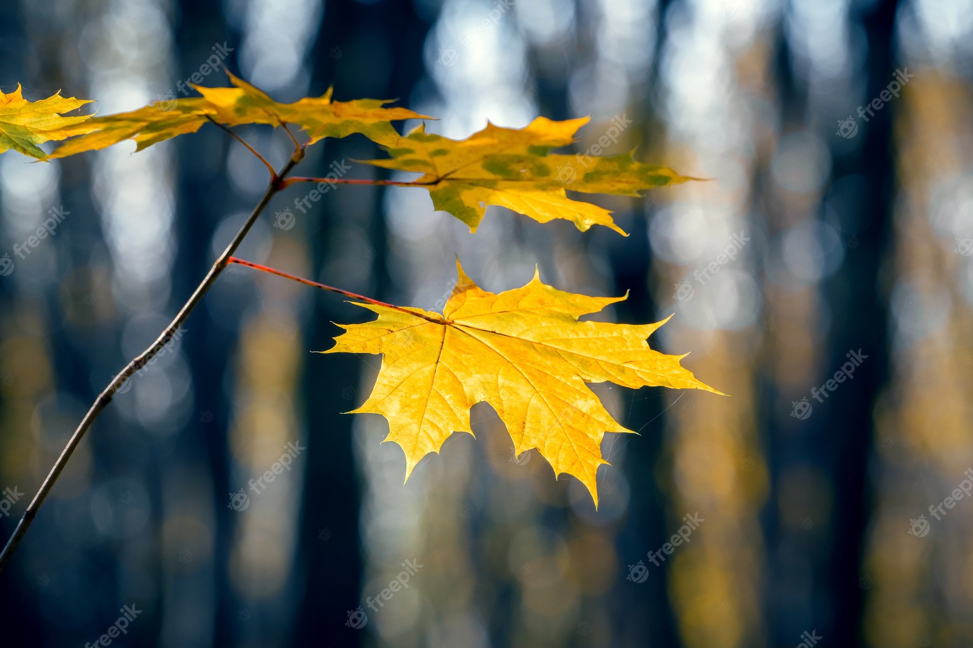 Premium photo autumn dark forest with yellow maple leaves on a tree branch on a blurred background