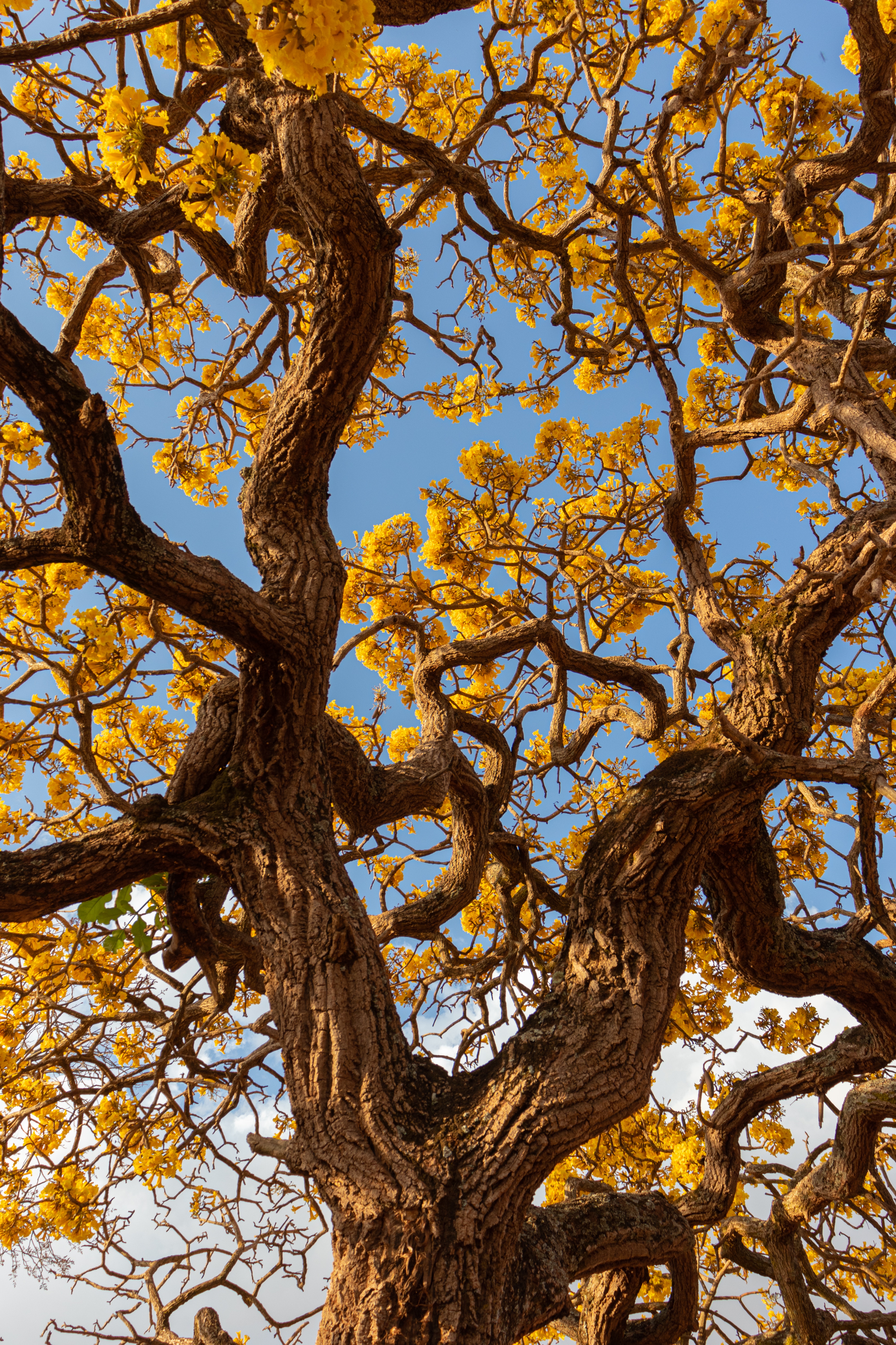 Yellow tree photos download the best free yellow tree stock photos hd images
