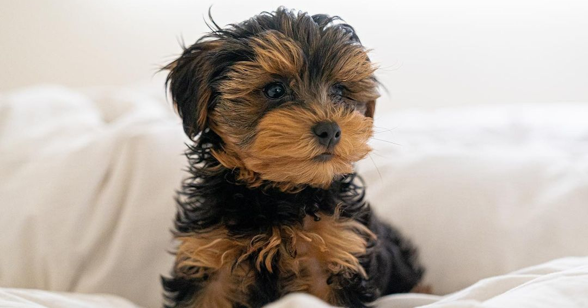 Yorkie poo puppies for sale exclusive doodles premier pups