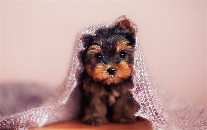Download wallpapers yorkshire terrier k puppy cute animals dogs yorkshire terrier dog for desktop free pictures for desktop free yorkshire terrier puppies yorkshire terrier yorkshire terrier dog