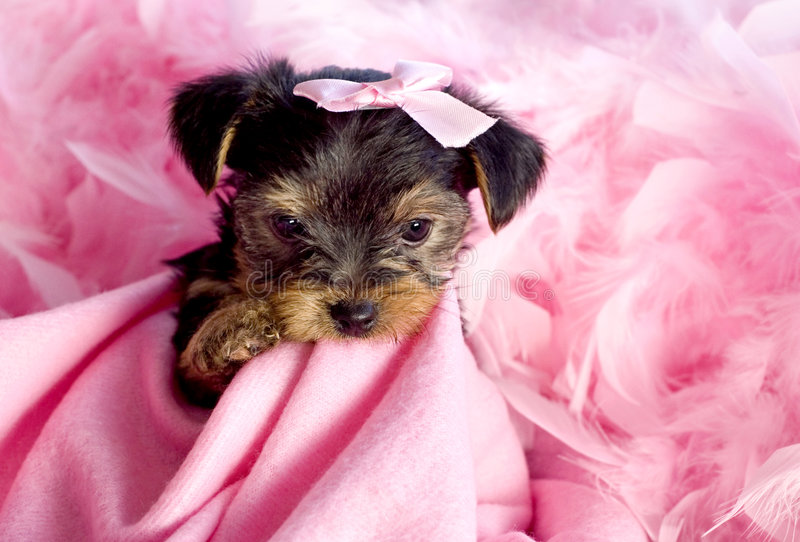 Yorkshire terrier puppy with pink background stock image