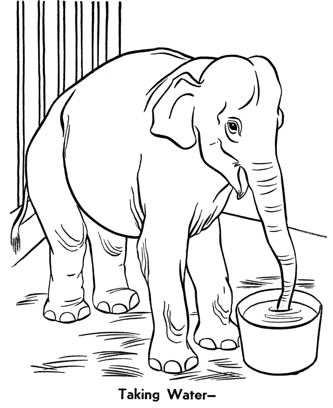 Zoo animal coloring pages zoo elephant coloring page and kids activity sheet