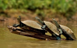 3 Turtle