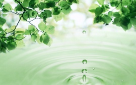 3D Leaves and Water Drop
