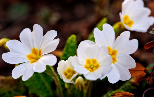 A Few White Spring Flowers (click to view)