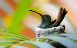 A Hummingbird Nest