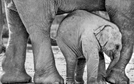 Africa Baby Elephants