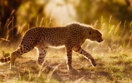 Africa Cheetah Wild Cat