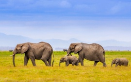 African Elephants Family Landscape