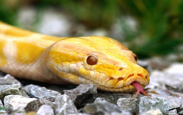 Albino Burmese Python (click to view)
