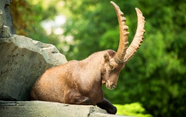 Alpine Ibex Goat