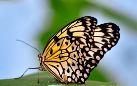 Amazing Butterfly