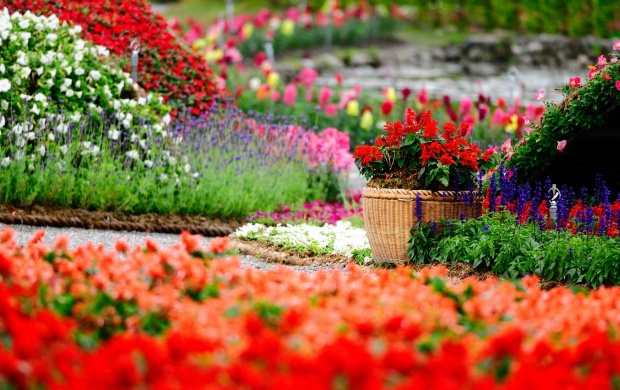 Amazing Flower Garden