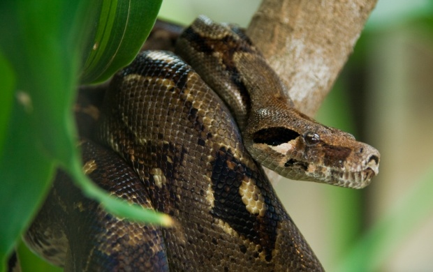 Anaconda Snake (click to view)