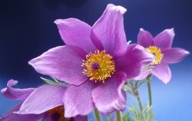 Anemone Close-up Flower