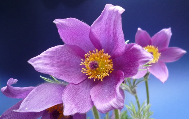 Anemone Close-up Flower (click to view)