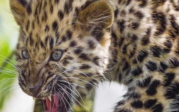 Angry Amur Leopard