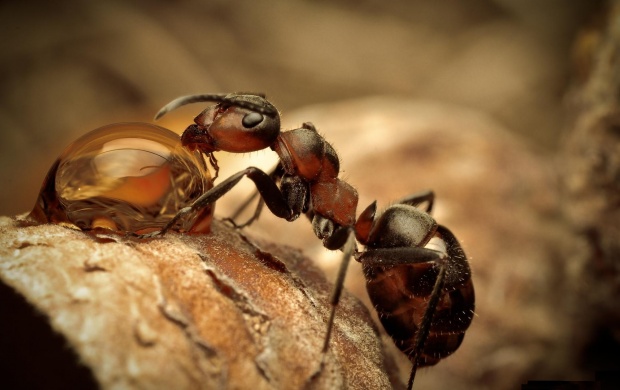 Ant Drinking Water (click to view)