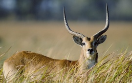Antelope In Grass