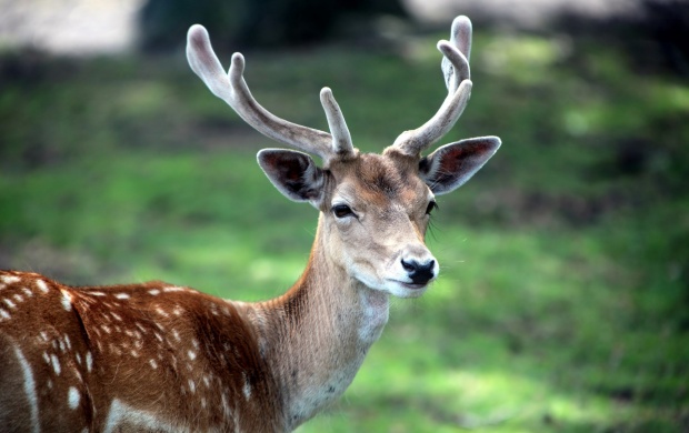 Antlers Deer (click to view)